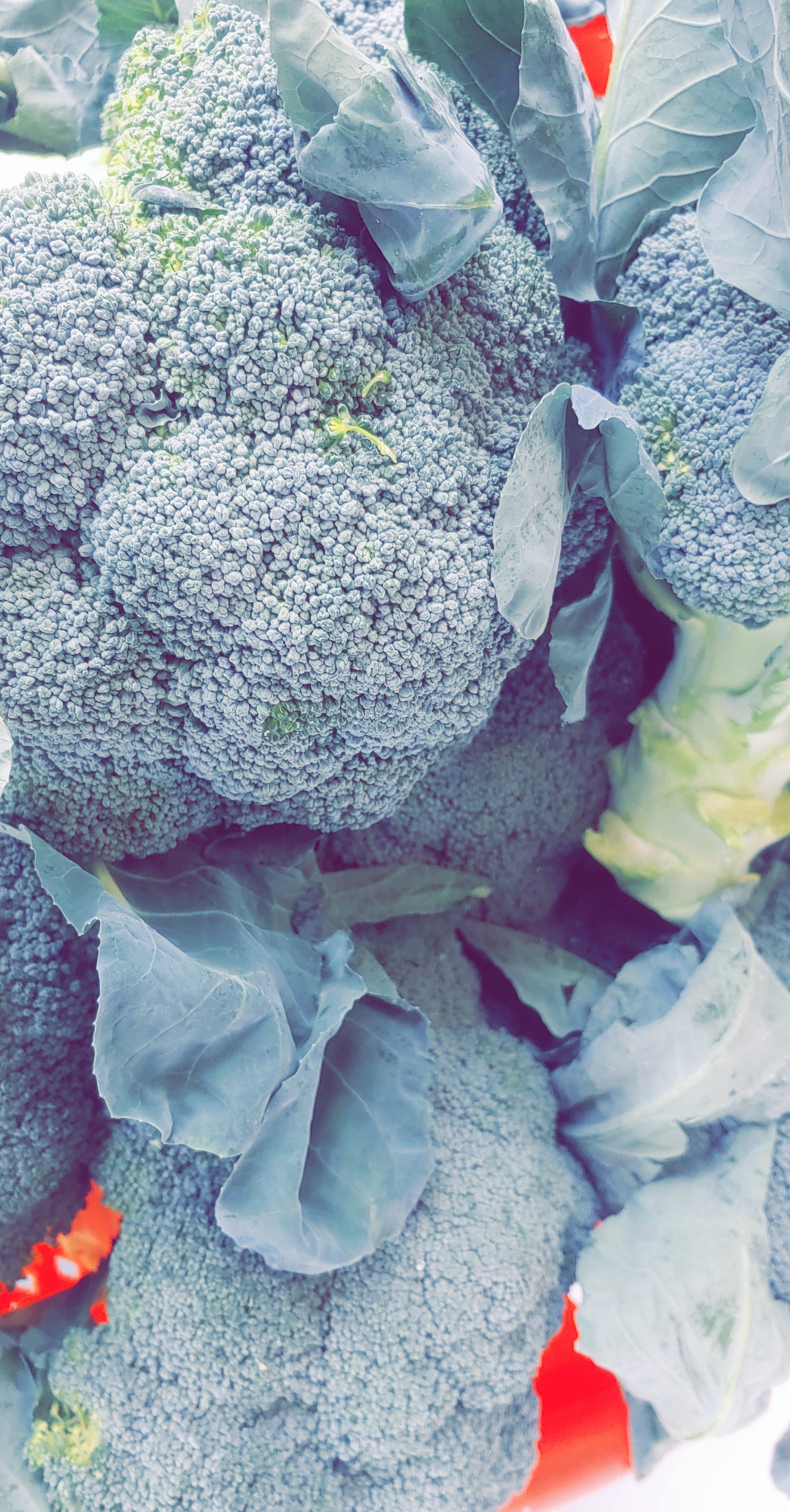 Broccoli
