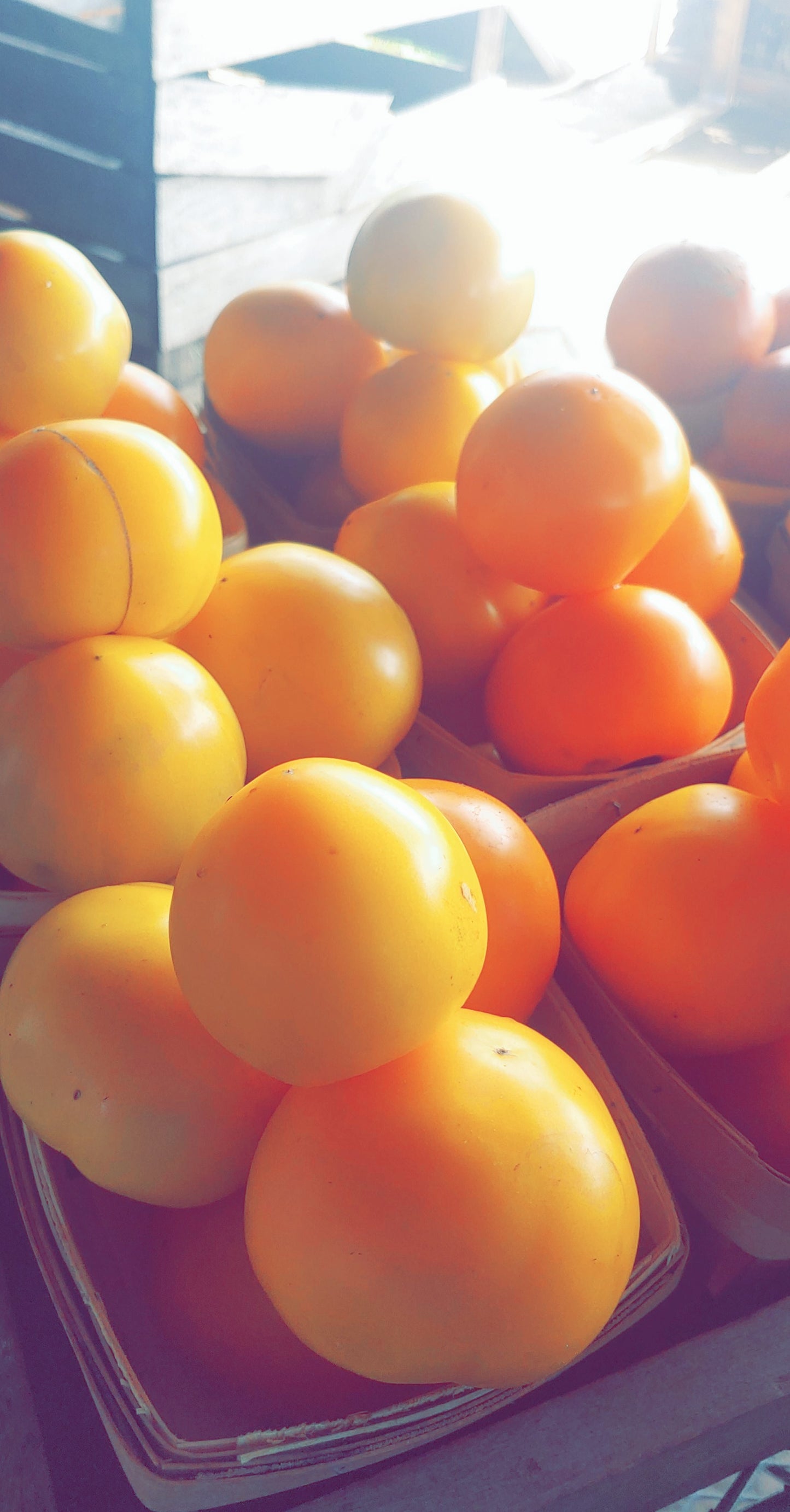 Tomatoes
