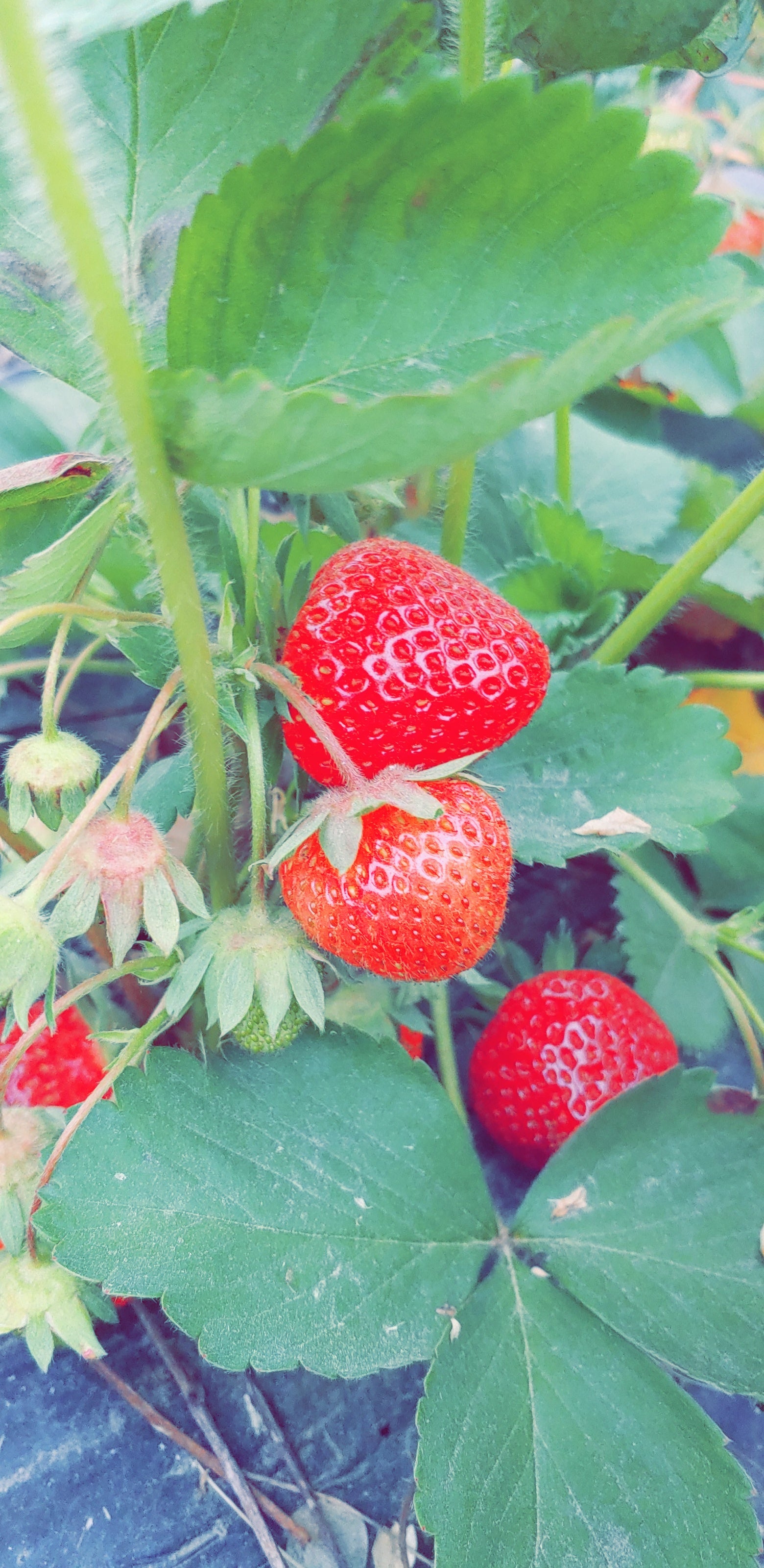 UPICK Strawberries Pre-pay FOR 5/25 only!!