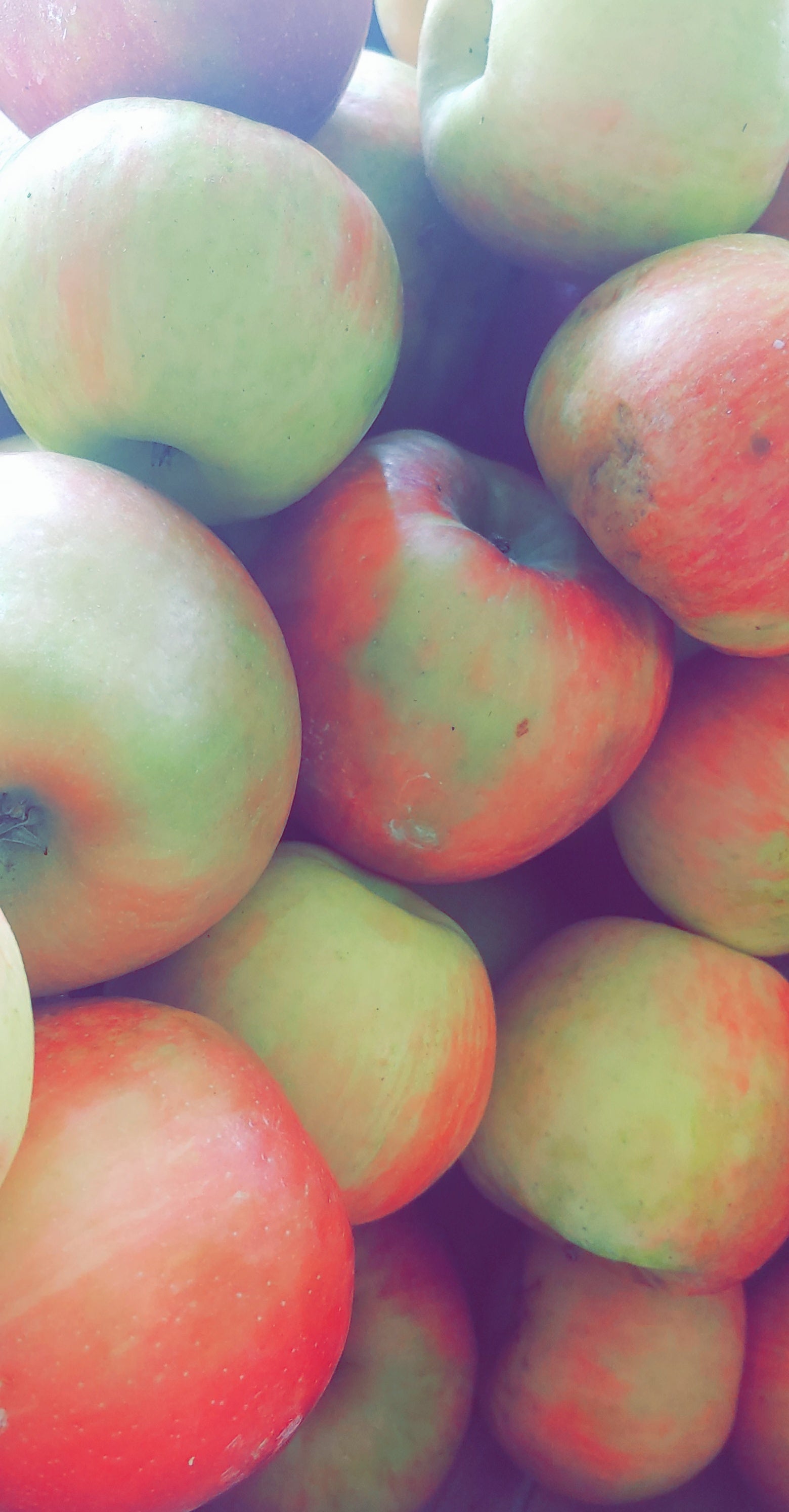 Honey Crisp Apples