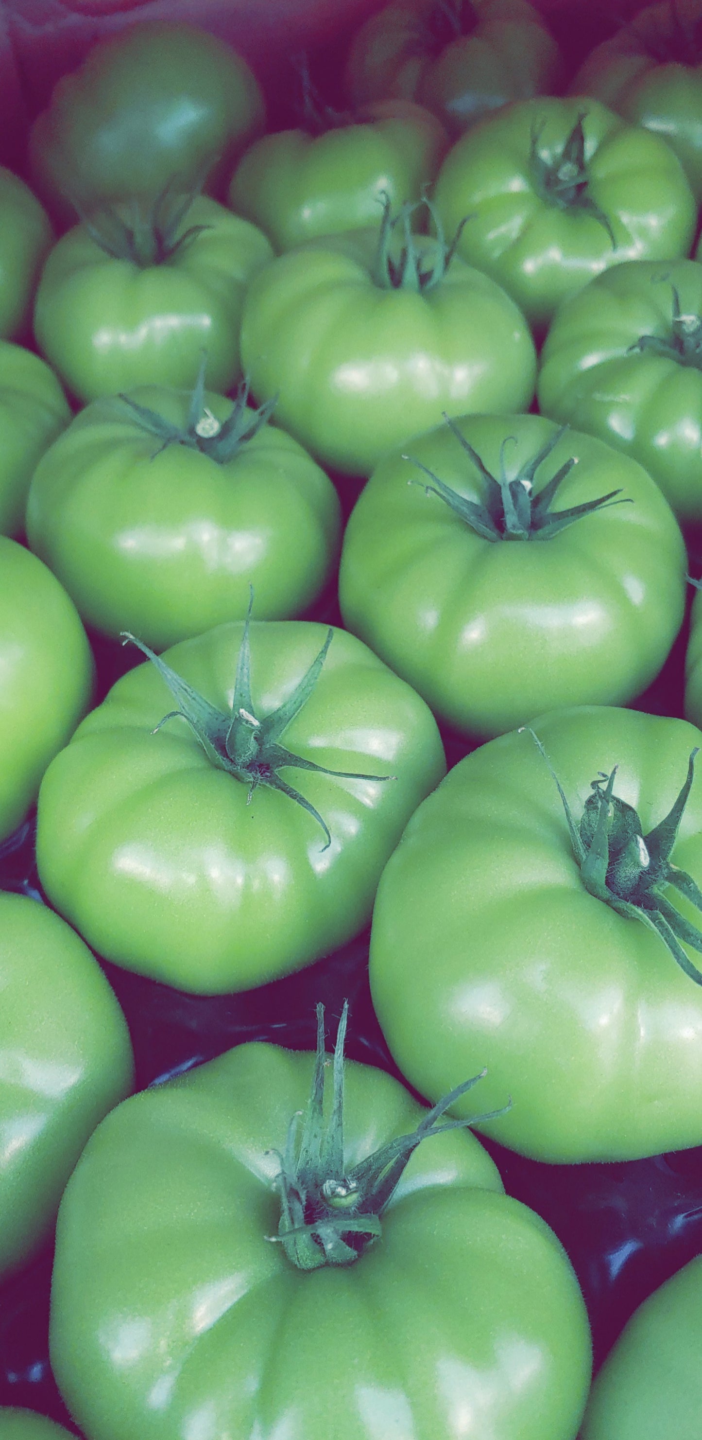 Tomatoes