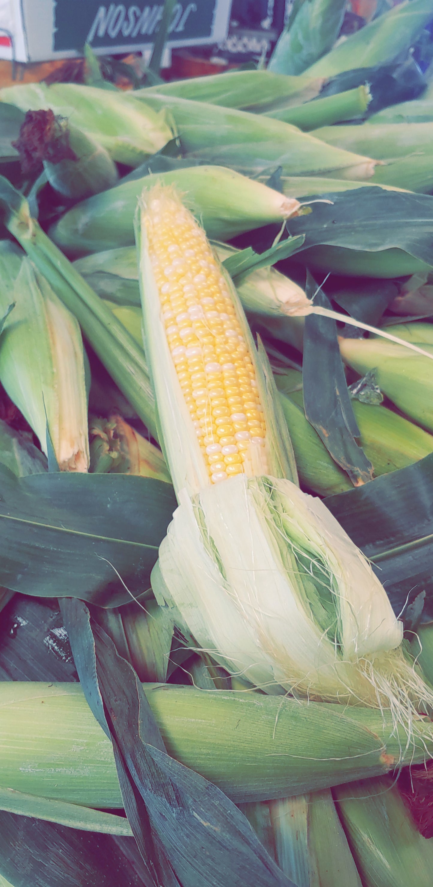 Sweet Corn