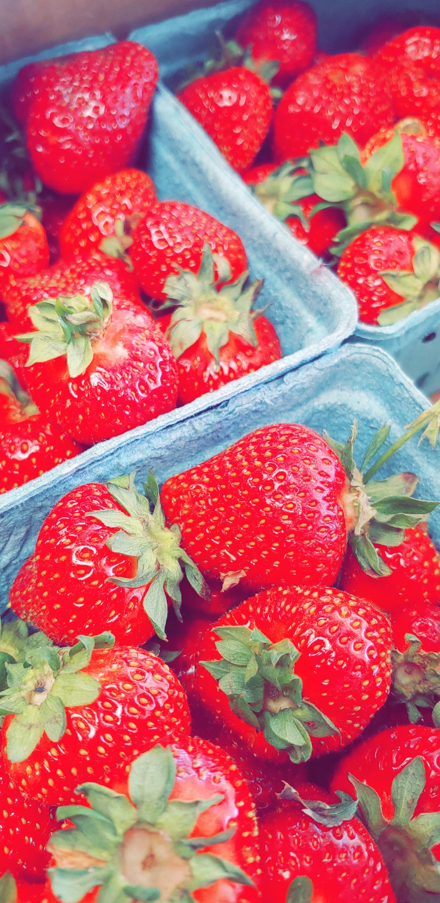 Strawberry Festival Ticket 5/23: 11am to 5pm