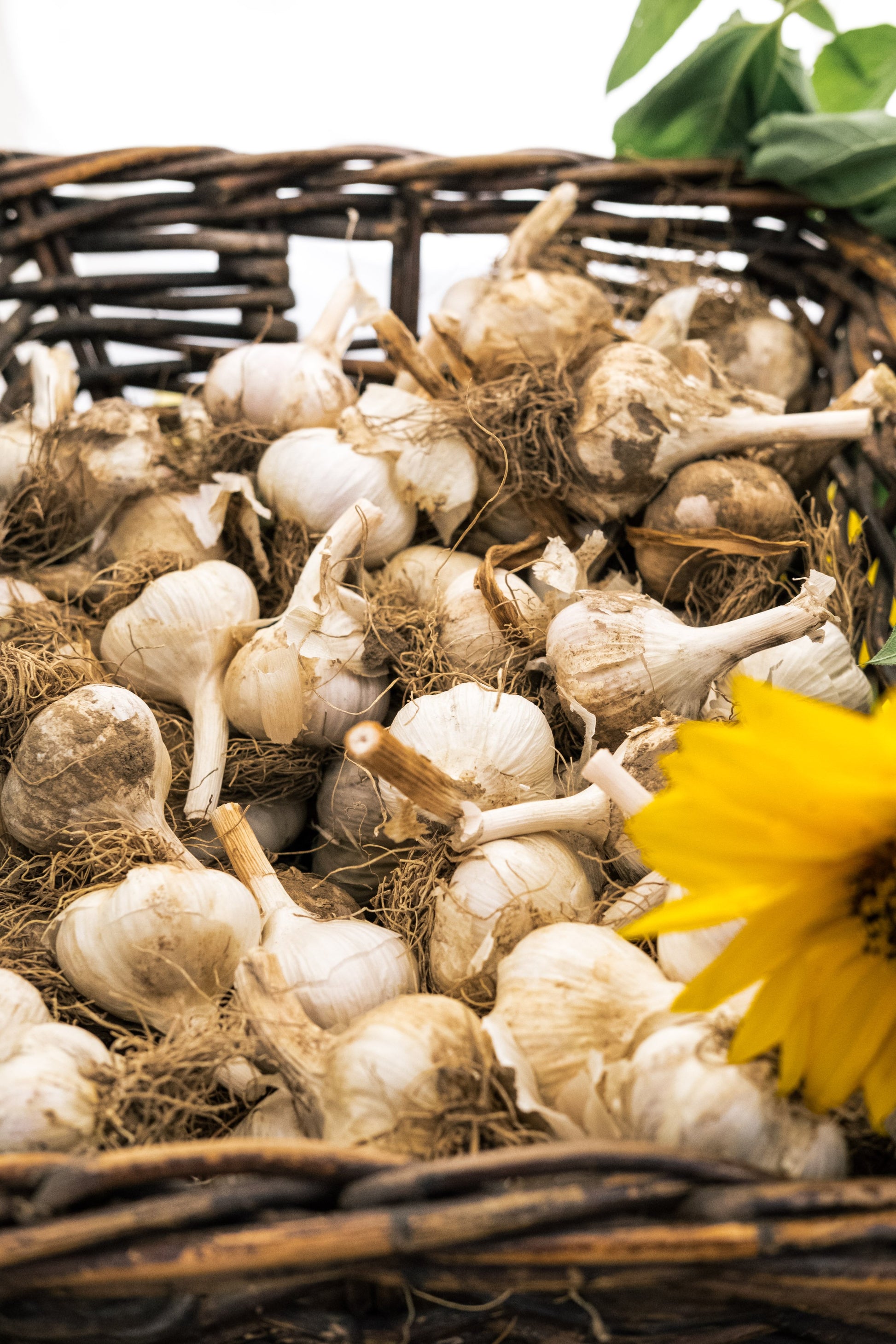 farm fresh garlic