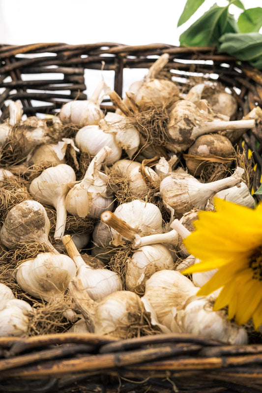 farm fresh garlic