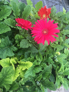 Gerber Daisy