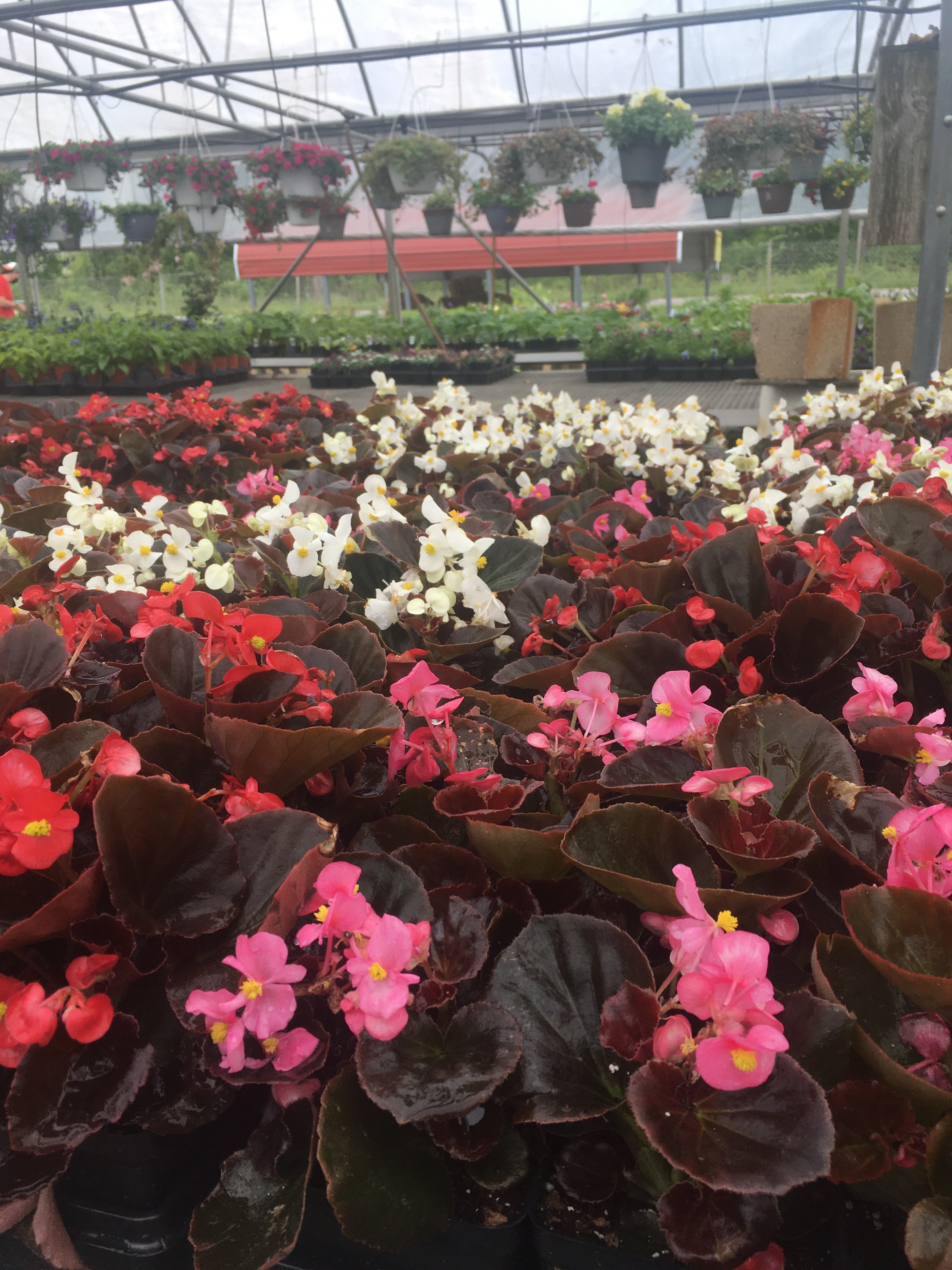 Wax Begonia